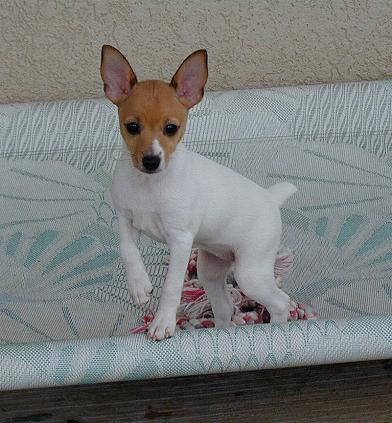 Foxhill Toy Fox Terriers